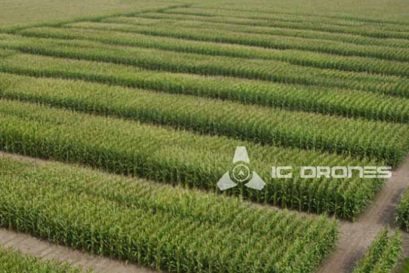 Drones_in_Agricultural_Industry